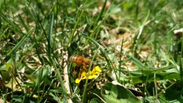A photo of a bee in the grass