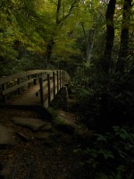 A photo of a bridge in a green wood